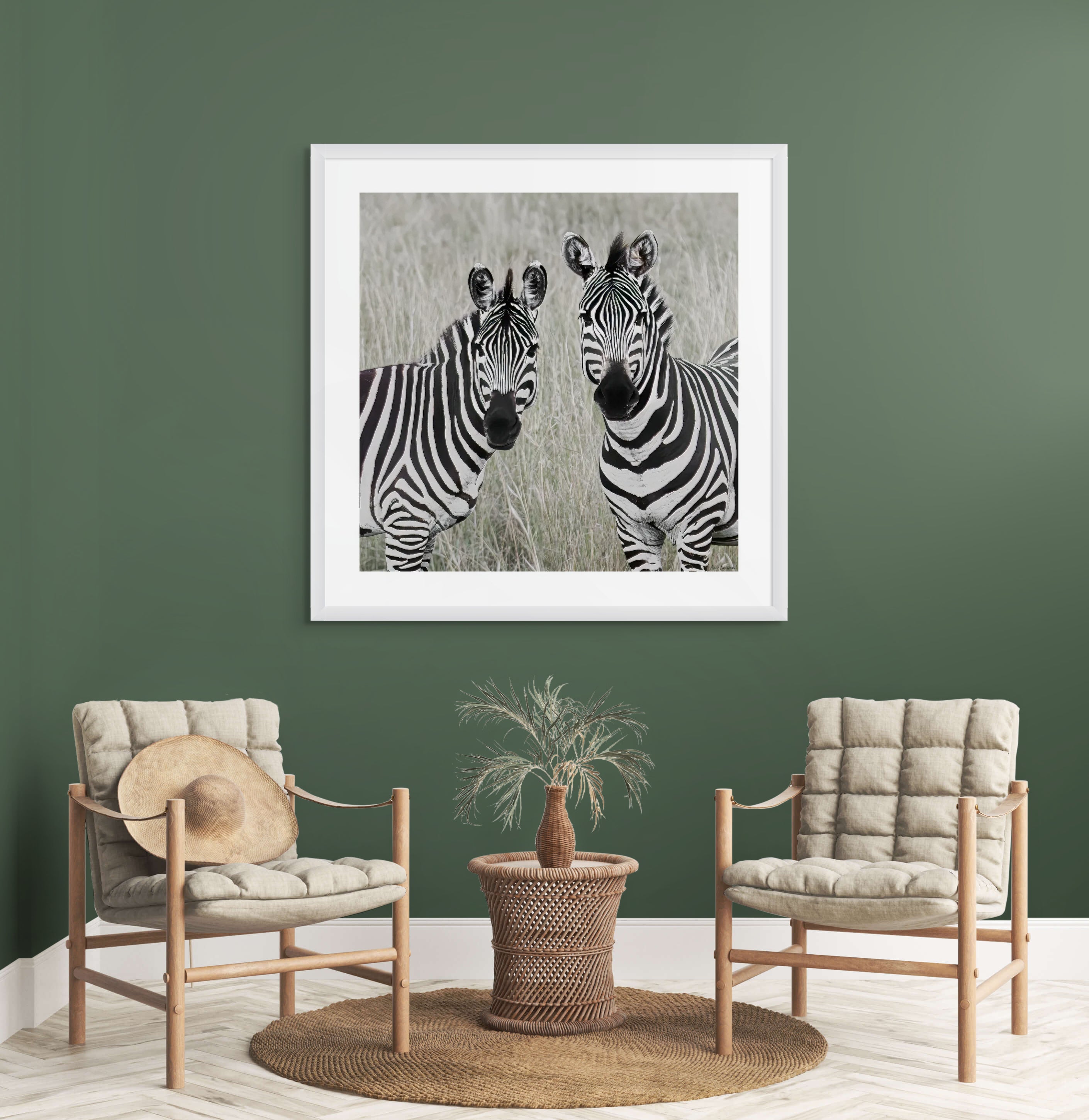 zebra fine art photography print