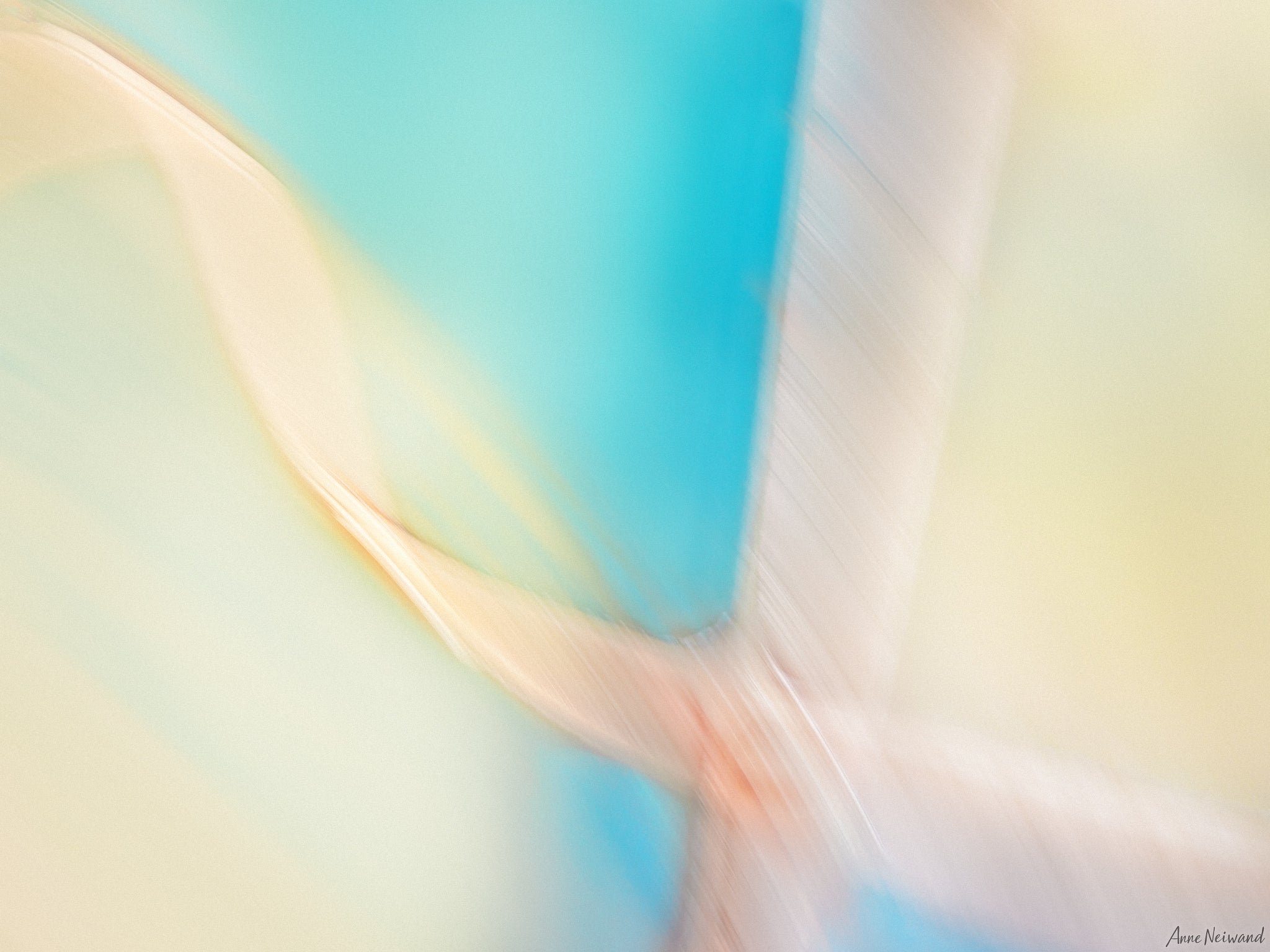Abstract fine art image with flowing ribbon shapes in soft pastel hues