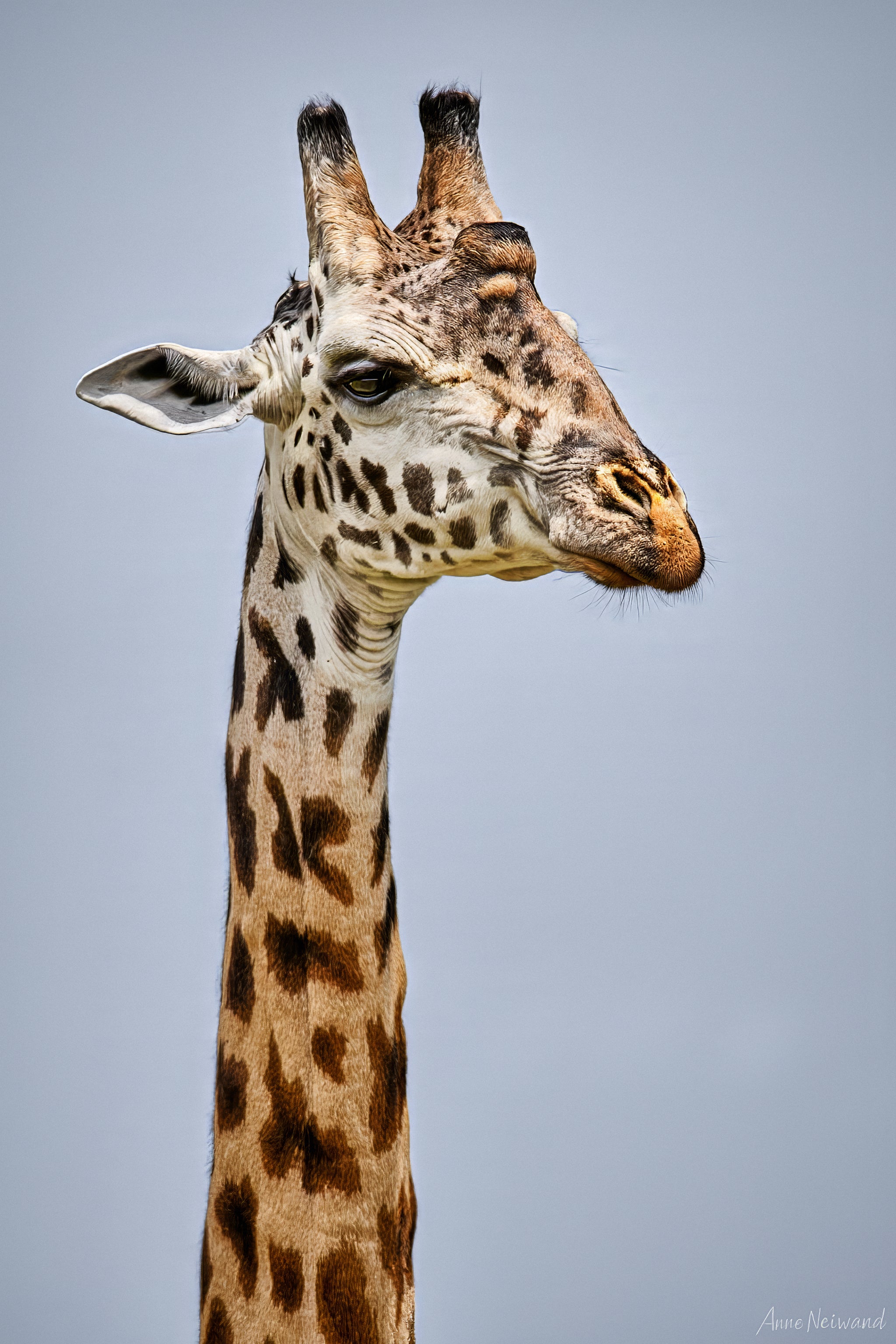 High-resolution photograph of a giraffe, perfect for African wildlife decor.
