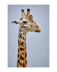 Gentle Giant art print featuring a giraffe's head and neck with distinct patterns. Rolled Paper