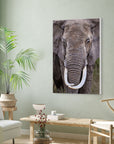 fine art elephant photography