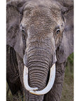 monochrome wildlife photography