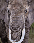 elephant portrait close up