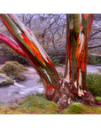 snow gum trees beside misty river