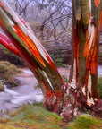 fine art photo of river and ghost gum