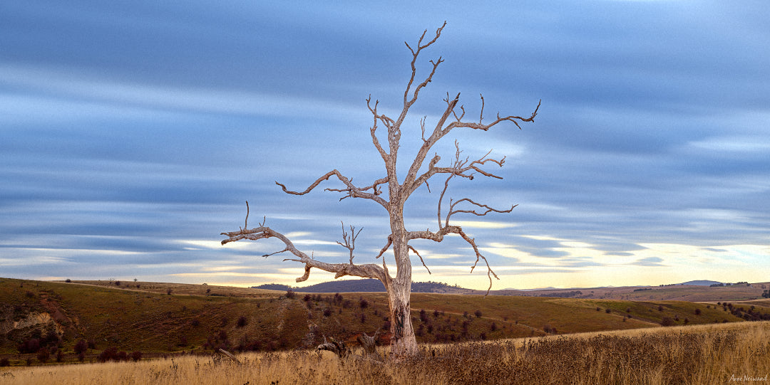 bare tree fine art in grasslands