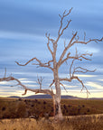 bare tree fine art in grasslands