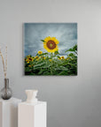 Australian sunflower art print