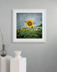 nature contrast fine art floral image