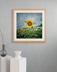 stormy sky sunflower field photograph