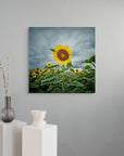 square sunflower artwork in a field