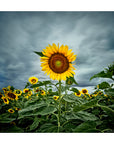 yellow flower under dramatic storm