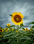 fine art sunflower print moody sky