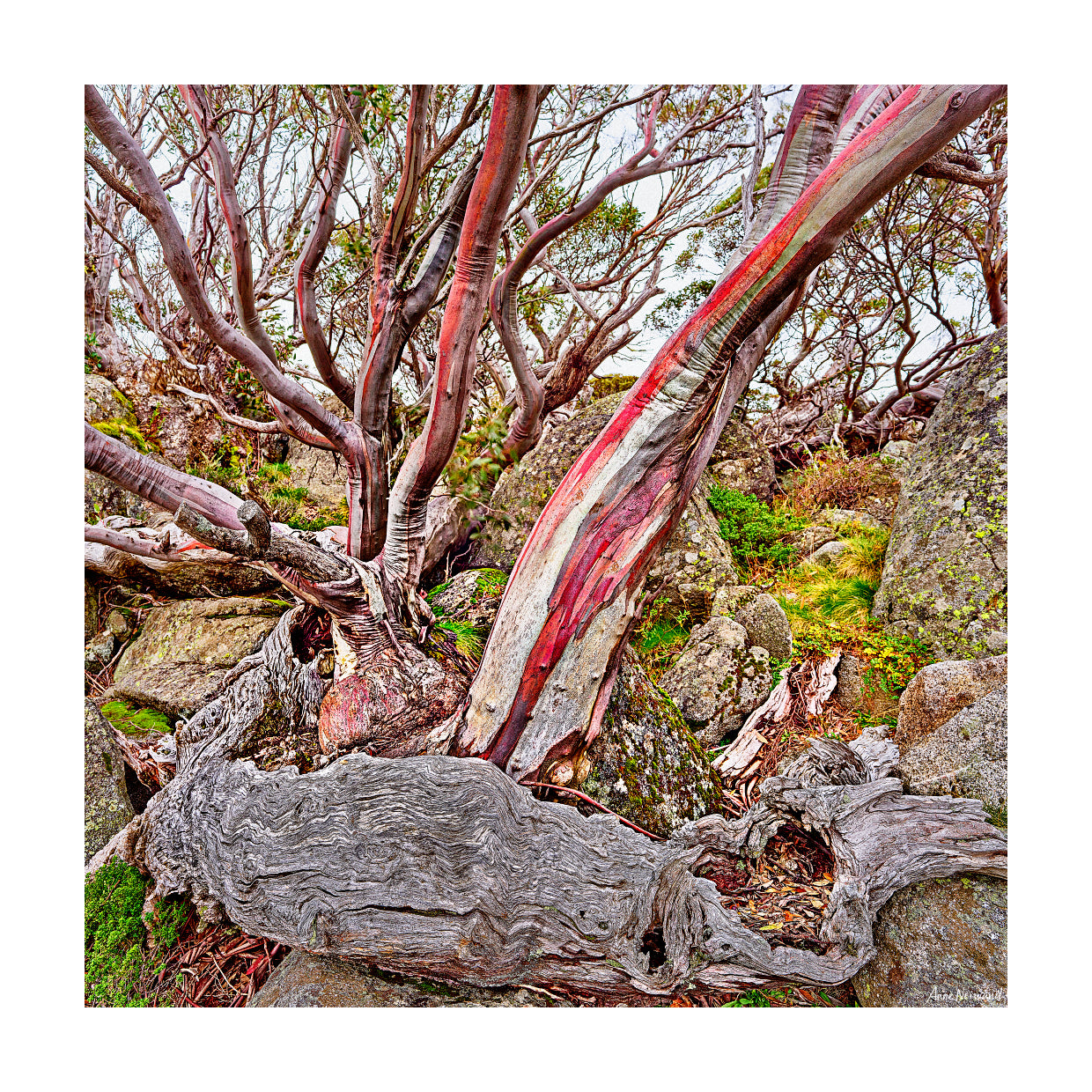 soft pink and grey tree bark artwork