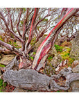 soft pink and grey tree bark artwork