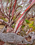 fine art print of resilient snow gums