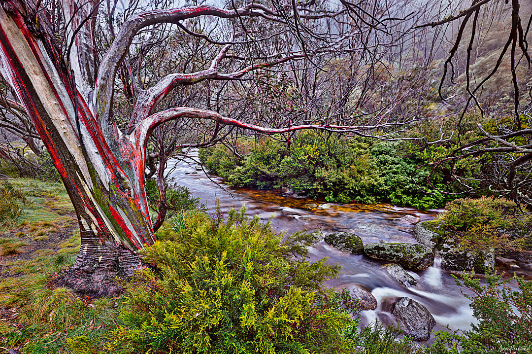 Snow gum tree with multicoloured bark beside a flowing creek in alpine forest
