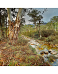 Serene photograph of wilderness creek in Australia