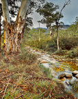 Australian forest creek with eucalyptus trees and smooth stones