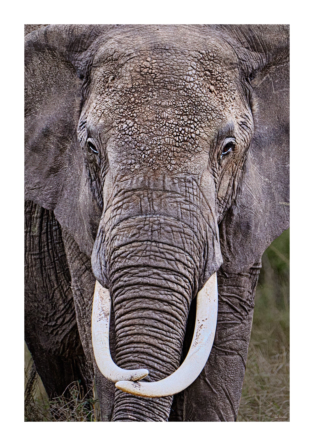 monochrome wildlife photography