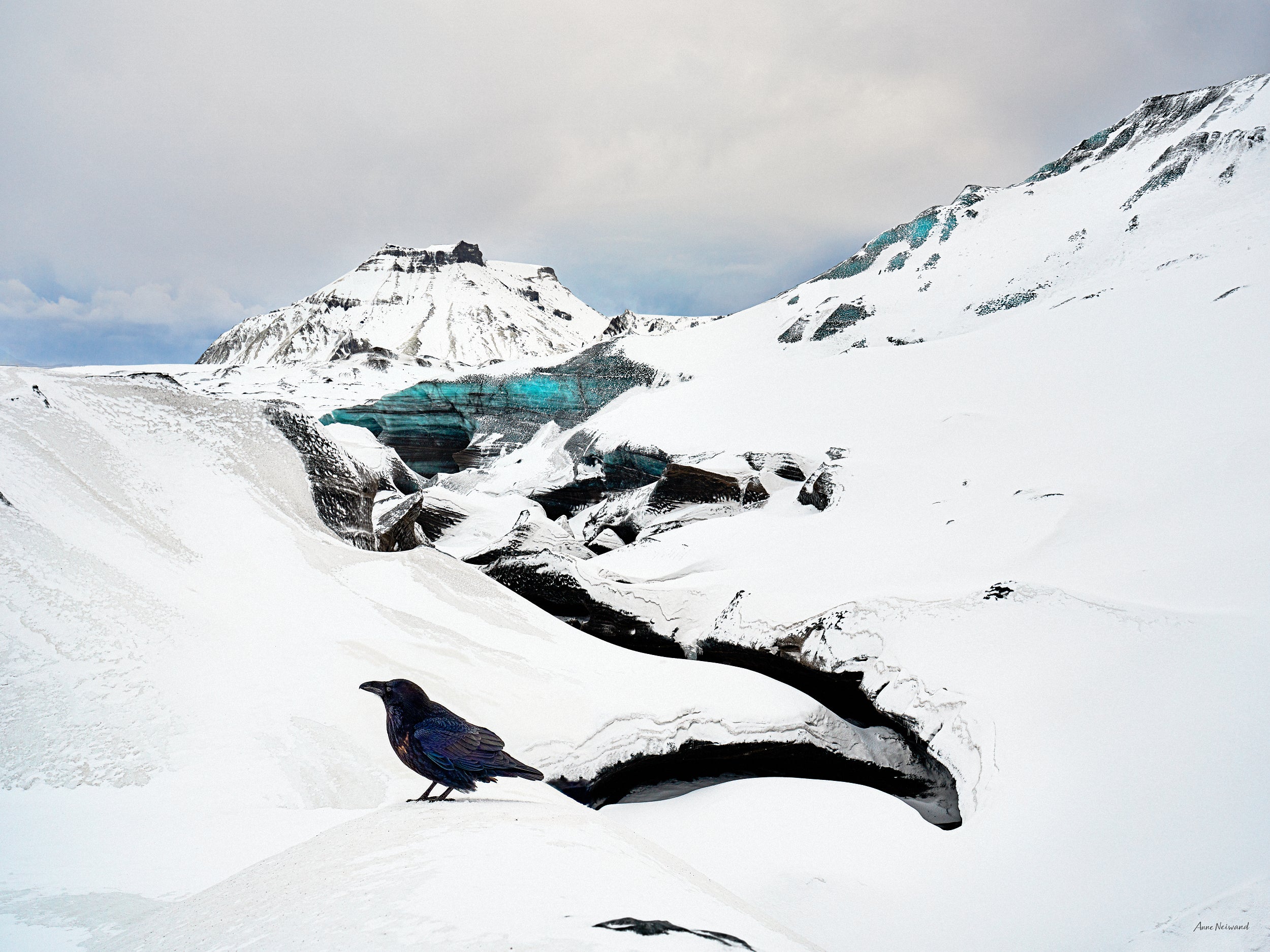 Iceland bird photography
