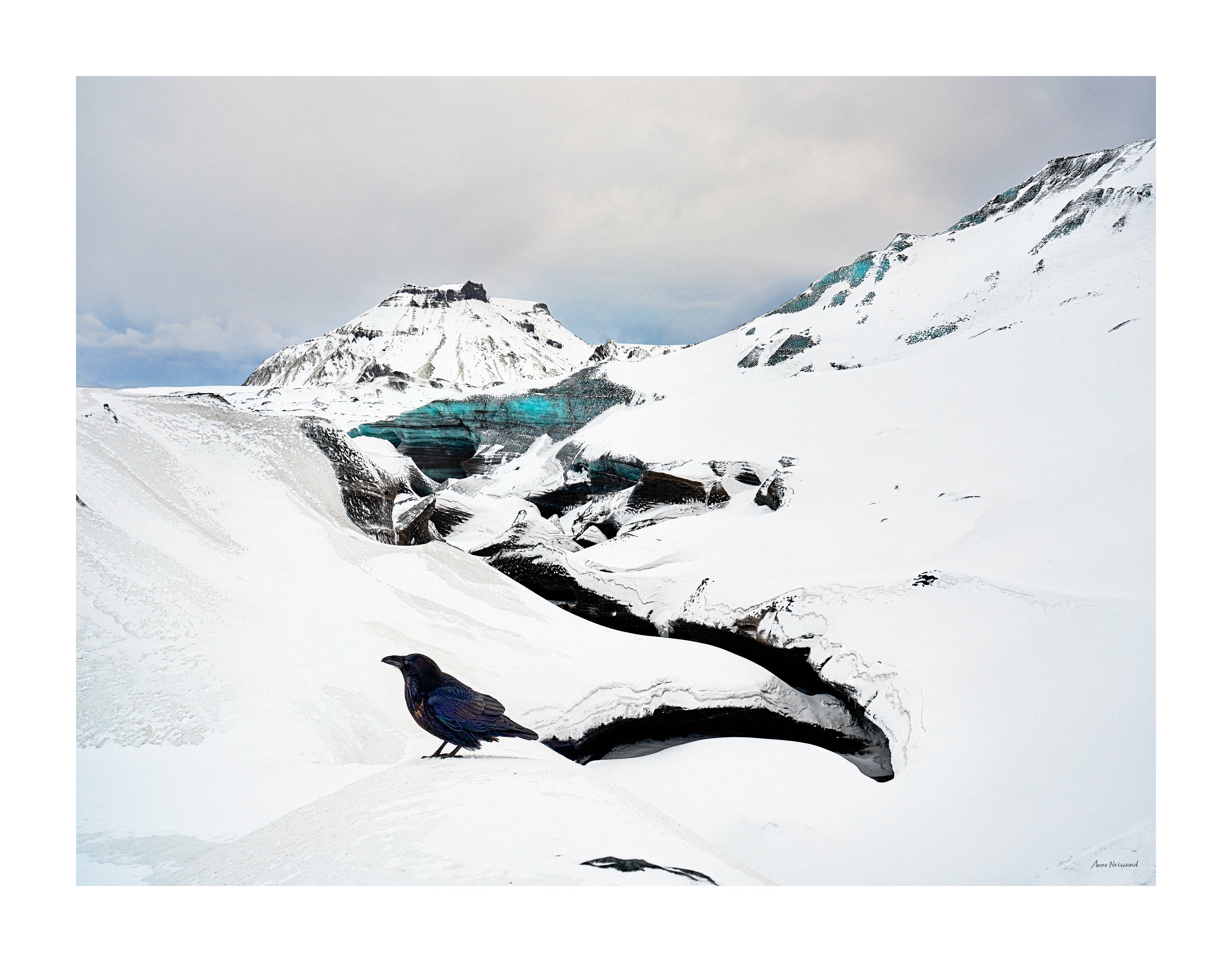 contemporary wildlife photography