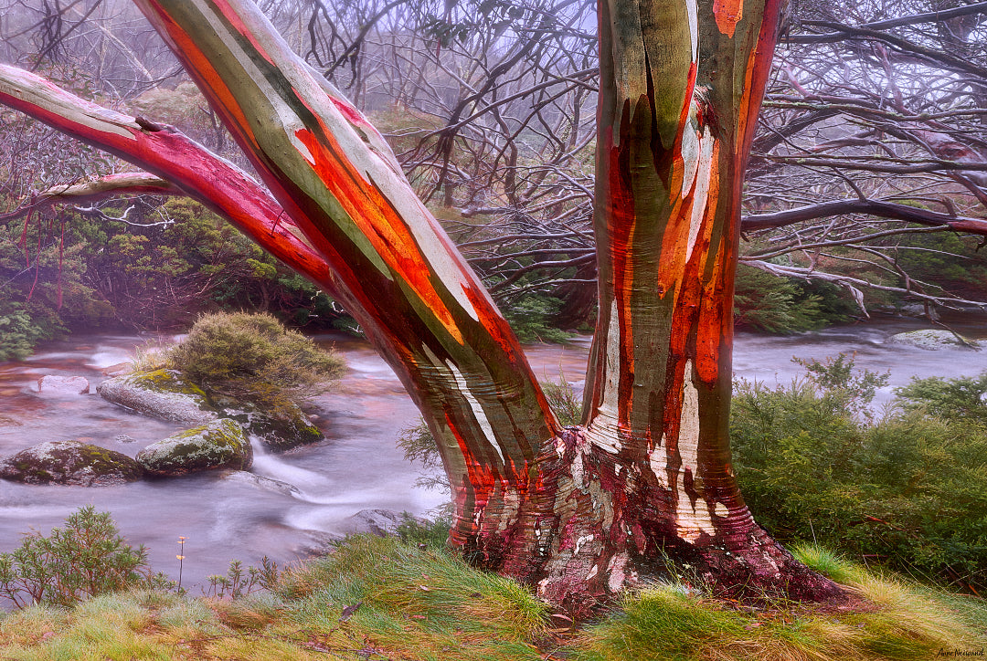 fine art photo of river and ghost gum