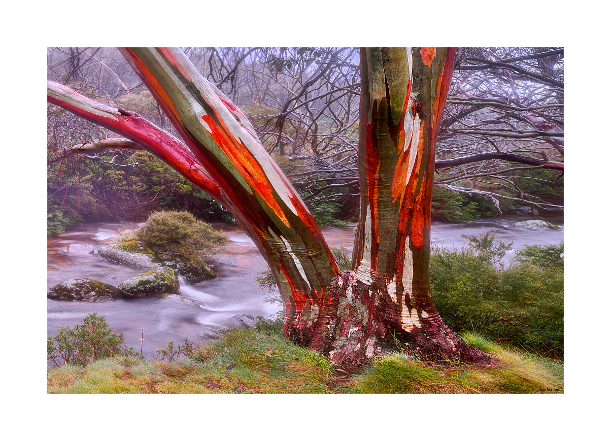 snow gum trees beside misty river