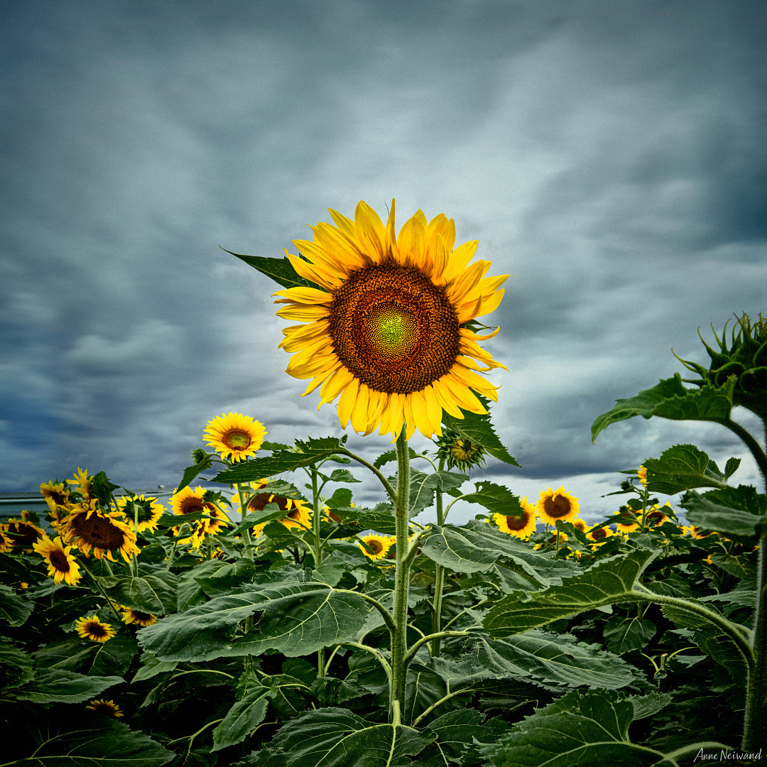 fine art sunflower print moody sky