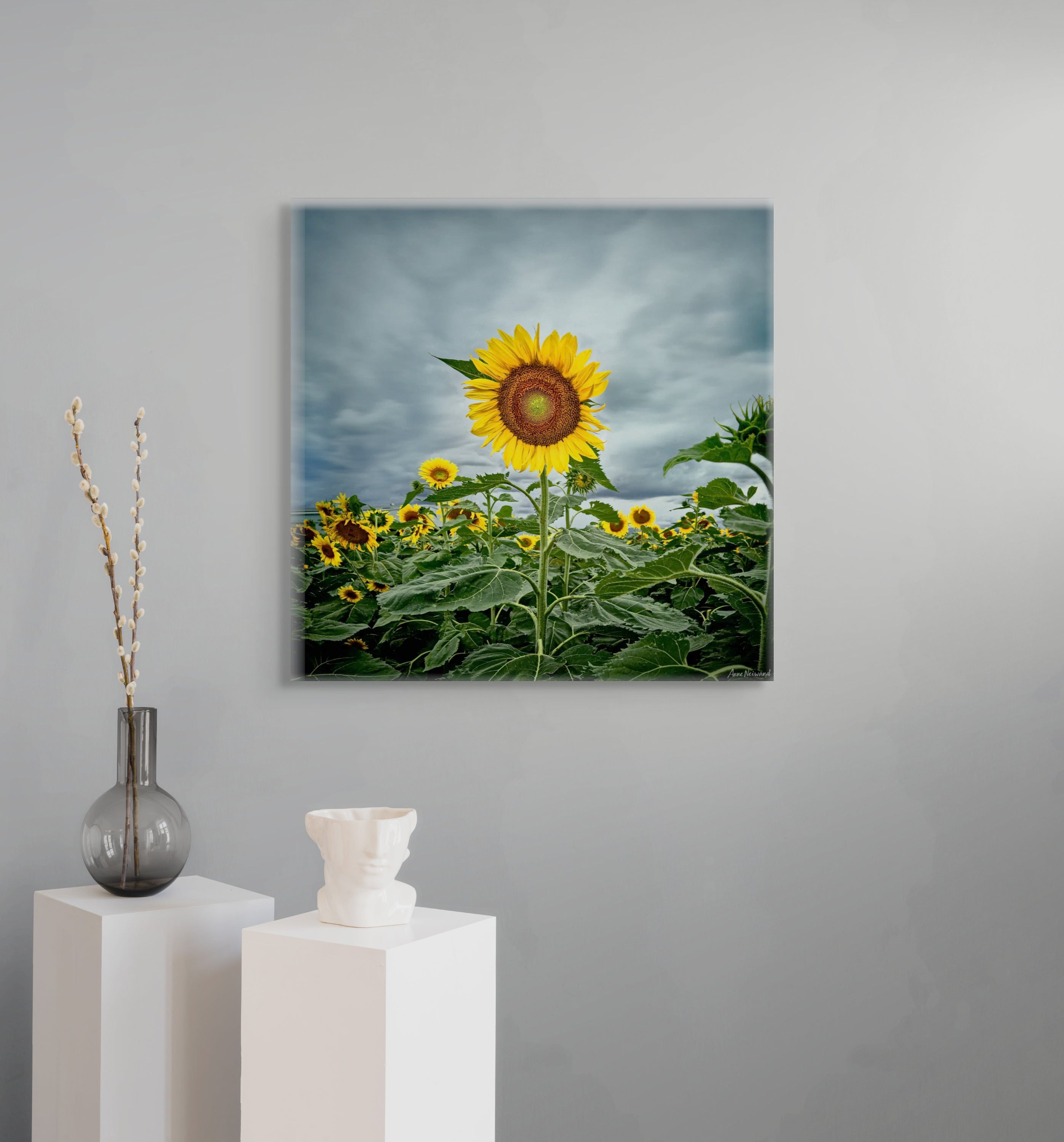 Australian sunflower art print