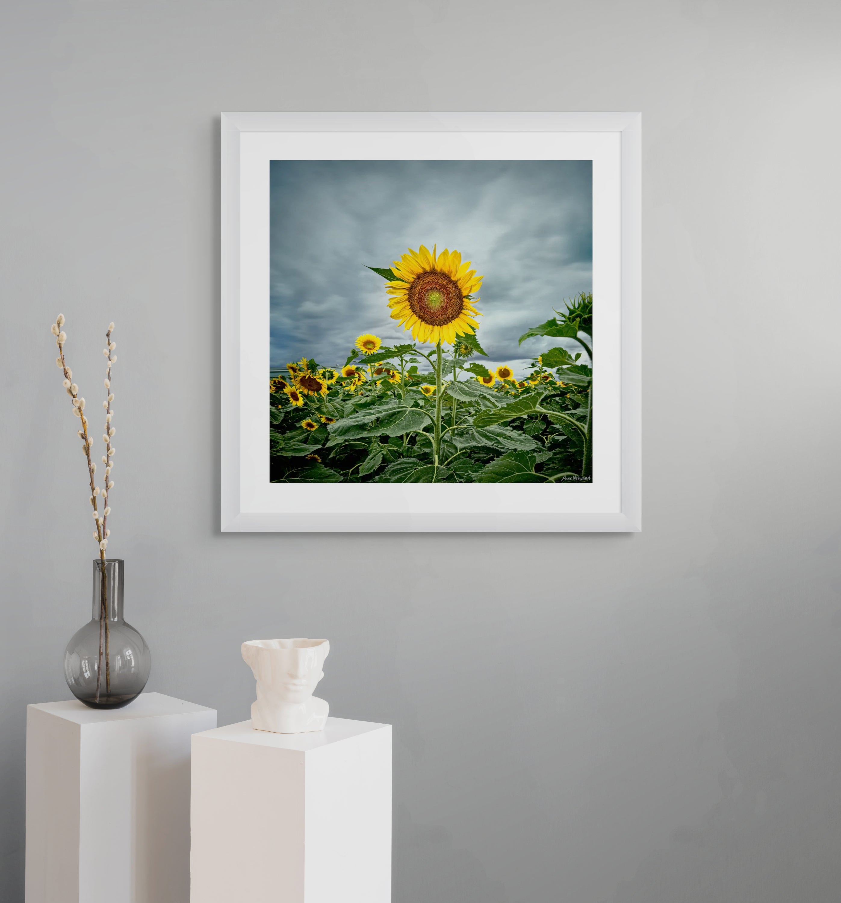 nature contrast fine art floral image