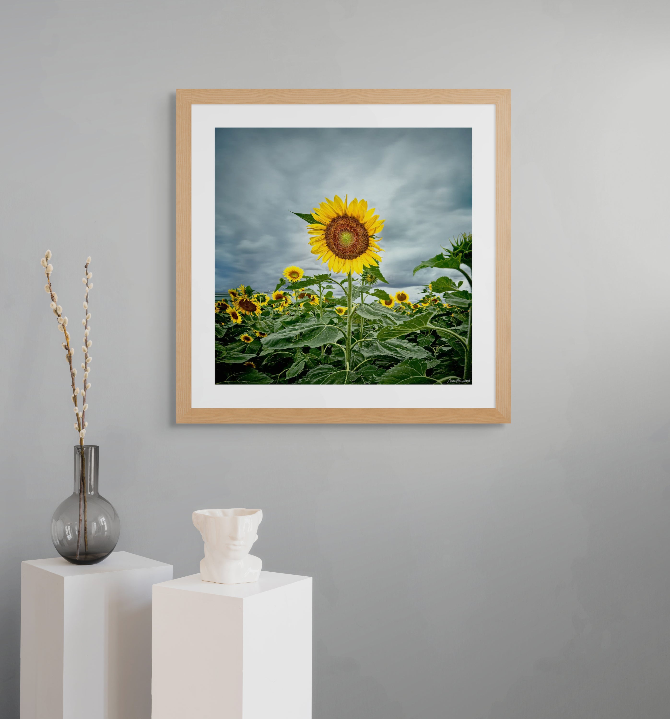 stormy sky sunflower field photograph