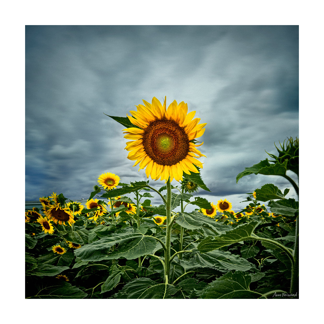 yellow flower under dramatic storm