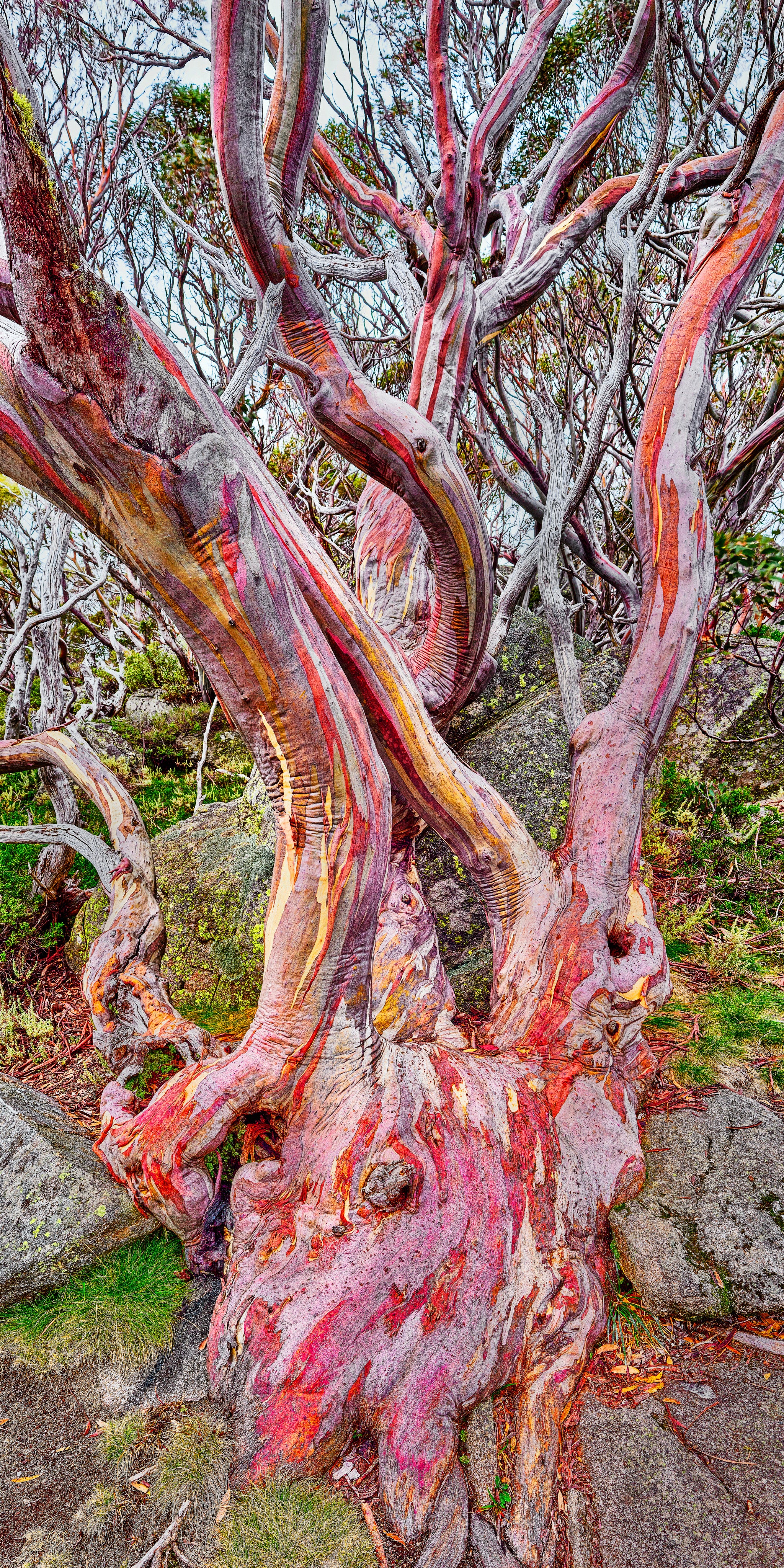 Bold Resilience: Snow Gum Among the Rocks at Mount Hotham
