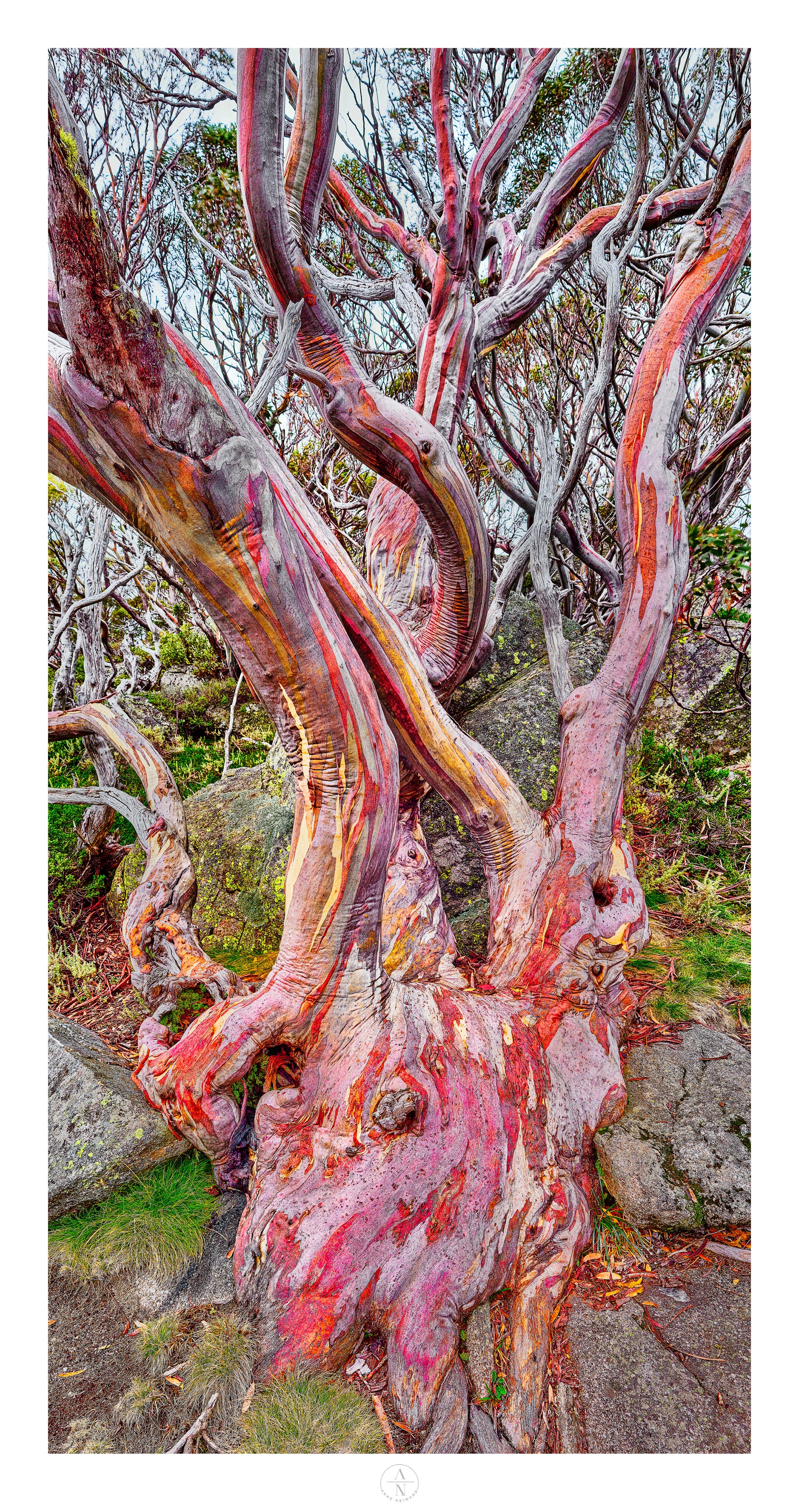 Bold Resilience: Snow Gum Among the Rocks at Mount Hotham