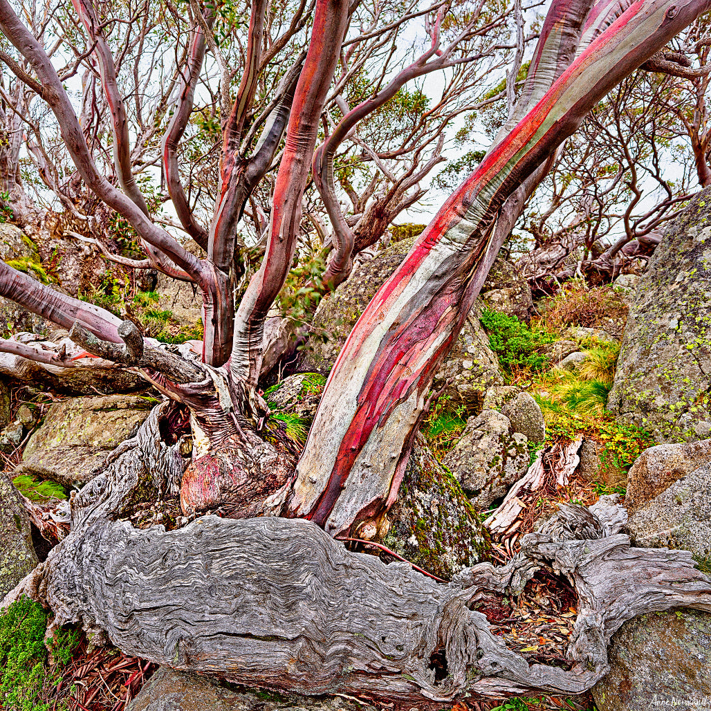 fine art print of resilient snow gums