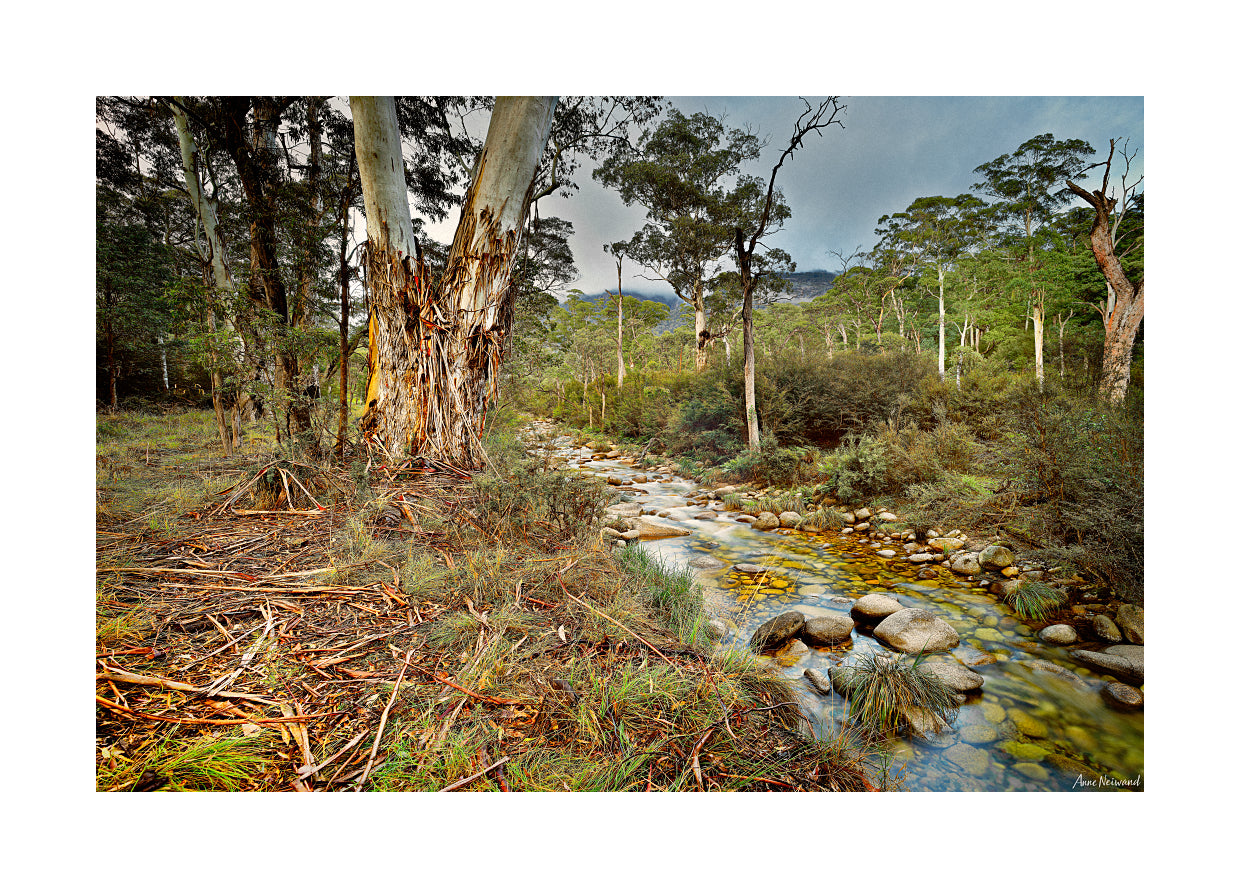 Serene photograph of wilderness creek in Australia